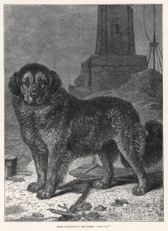 Бернская овчарка из "Книги собак" Веро Шоу, изданной в Лондоне в 1881 году