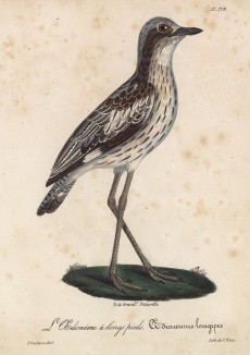 Авдотка длинноногая (лист из альбома литографий "Галерея птиц... королевского сада", изданного в Париже в 1825 году)