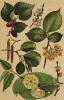 Шелковица чёрная (Morus nigra), ильм горный (Ulmus montana), вяз обыкновенный (Ulmus effusa Willd.), ольха клейкая, или чёрная (Alnus glutinosa)