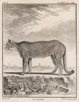 Кугуар, он же горный лев, или пума (лист XXXIV иллюстраций к третьему тому знаменитой "Естественной истории" графа де Бюффона, изданному в Париже в 1750 году)