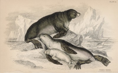 Семейство морских котиков (Otaria ursina (лат.)) (лист 21 тома VI "Библиотеки натуралиста" Вильяма Жардина, изданного в Эдинбурге в 1843 году)