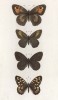 Бабочки рода Satyrus (бархатницы, или сатириды) Janira (1), Eudora (2), Hyperanthus (3), Aegeria (4) (лат.) (лист 32)