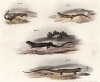 Различные саламандры, иллюстрирующие известную работу Леопольда Фитцингера Naturgeschichte der Amphibien in ihren Sämmtlichen hauptformen (Вена. 1864 год)