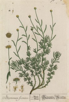 Божье дерево (Abrotanum (лат.)) (лист 346 "Гербария" Элизабет Блеквелл, изданного в Нюрнберге в 1757 году)