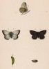 Бабочка голубянка коридон (лат. Polyommatus Corydon), её гусеница и куколка. History of British Butterflies Френсиса Морриса. Лондон, 1870, л.64