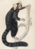 Цепкохвостая обезьяна Hapales jacchus (лат.), или striated monkey (англ.) (лист 27 тома II "Библиотеки натуралиста" Вильяма Жардина, изданного в Эдинбурге в 1833 году)