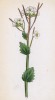 Арабис альпийский (Arabis alpina (лат.)) (лист 44 известной работы Йозефа Карла Вебера "Растения Альп", изданной в Мюнхене в 1872 году)