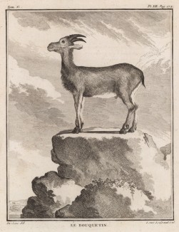 Каменный баран (лист XII иллюстраций к пятому тому знаменитой "Естественной истории" графа де Бюффона, изданному в Париже в 1755 году)