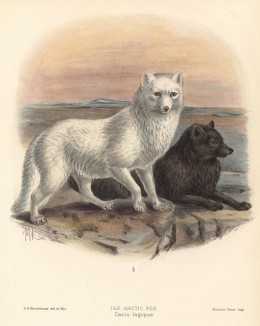 Лиса арктическая (лист XXVI иллюстраций к известной работе Джорджа Миварта "Семейство волчьих". Лондон. 1890 год)