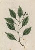 Камфорное дерево, или камфорный лавр (Cinnamomum camphora (лат.)). Растение-адвент, завезённое в Австралию и угрожающее эвкалиптовым деревьям — единственному источнику пищи для коал (лист 347 "Гербария" Элизабет Блеквелл, изданного в 1757 году)