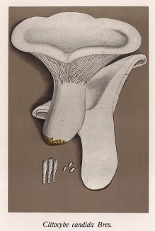 Говорушка белая, Clitocube candida Bres. (лат.), сильно ядовитый гриб, содержащий мускарин. Дж.Бресадола, Funghi mangerecci e velenosi, т.I, л.67. Тренто, 1933