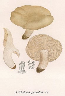 Свинушка, Tricholoma paneolum Fr. (лат.). Дж.Бресадола, Funghi mangerecci e velenosi, т.I, л.47. Тренто, 1933