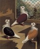 Голуби домашние (turbits (англ.)): чёрный, красный и белый (из знаменитой "Книги голубей..." Роберта Фултона, изданной в Лондоне в 1874 году)