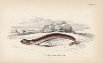 Каменый маслюк (Ophidium (лат.)) (лист 17 XXXIII тома "Библиотеки натуралиста" Вильяма Жардина, изданного в Эдинбурге в 1843 году)