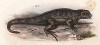 Масковая килеватая игуана (Leiocephalus carinatus (лат.)) (из Naturgeschichte der Amphibien in ihren Sämmtlichen hauptformen. Вена. 1864 год)