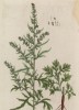 Белая полынь и чернобыльник (Artemisia vulgaris лат.) (лист 431 "Гербария" Элизабет Блеквелл, изданного в Нюрнберге в 1760 году)