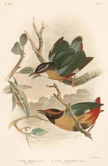 1.Стройная питта, Pitta vigorsi. 2.Крикливая питта, Pitta strepitans (лат.). G.J.Broinowski. The Birds of Australia comprising three hundred full-pagе illustrations... Т.IV, л.XLVI. Мельбурн, 1890