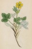 Лапчатка снежная (Potentilla nivea (лат.)) (лист 144 известной работы Йозефа Карла Вебера "Растения Альп", изданной в Мюнхене в 1872 году)
