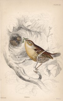 Крапивник, или подкоренник, или орешек (Troglodytes Europeus (лат.)) -- одна из самых маленьких певчих птиц (лист 23 тома XXV "Библиотеки натуралиста" Вильяма Жардина, изданного в Эдинбурге в 1839 году)