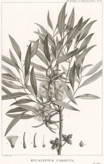 Эвкалипт рогатый, Eucalyptus cornuta (лат.). Atlas pour servir à la relation du voyage à la recherche de La Pérouse, л.20. Париж, 1800