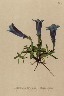 Горечавка Делаклюза (Gentiana clusii (лат.)) (из Atlas der Alpenflora. Дрезден. 1897 год. Том IV. Лист 339)