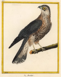 Дербник (Falco columbarius (лат.)) — самый маленький сокол в мире (из Table des Planches Enluminées d'Histoire Naturelle de M. D'Aubenton (фр.). Утрехт. 1783 год (лист 447))