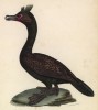 Баклан (лист из альбома литографий "Галерея птиц... королевского сада", изданного в Париже в 1825 году)