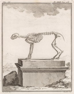 Скелет (лист XXIII иллюстраций к девятому тому знаменитой "Естественной истории" графа де Бюффона, изданному в Париже в 1761 году)