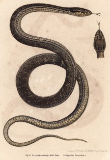 Ядовитая змея Coclopeltis lacertina (лат.) (из Naturgeschichte der Amphibien in ihren Sämmtlichen hauptformen. Вена. 1864 год)