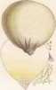 Лангерманния, или головач гигантский, Lycoperdon maximum Schaeff. (лат.). Ценный гриб, обладает противоопухолевыми свойствами. Дж.Бресадола, Funghi mangerecci e velenosi, т.II, л.203. Тренто, 1933
