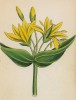 Горечавка жёлтая (Gentiana lutea (лат.)) (лист 274 известной работы Йозефа Карла Вебера "Растения Альп", изданной в Мюнхене в 1872 году)