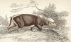 Скунс яванский, он же теледу, он же зегунг, он же теллего, он же короткохвост вонючка (mydaus meliceps (лат.)) (лист 15 тома I "Библиотеки натуралиста" Вильяма Жардина, изданного в Эдинбурге в 1842 году)