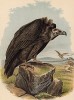 Чёрный гриф в 1/5 натуральной величины (лист XLVIII красивой работы Оскара фон Ризенталя "Хищные птицы Германии...", изданной в Касселе в 1894 году)