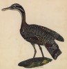 Солнечная цапля (лист из альбома литографий "Галерея птиц... королевского сада", изданного в Париже в 1825 году)