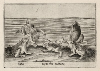 Наши лягушечки (ranochia nostrana (ит.)) (лист из альбома Nova raccolta de li animali piu curiosi del mondo disegnati et intagliati da Antonio Tempesta... Рим. 1651 год)