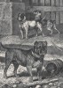 Оригинальный буль энд терьер (прародитель бультерьера) (из "Книги собак" Веро Шоу, изданной в Лондоне в 1881 году)