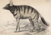 Гиеновидная собака (Viverra hyenoides (лат.)) (лист 30 тома V "Библиотеки натуралиста" Вильяма Жардина, изданного в Эдинбурге в 1840 году)