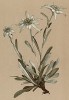Эдельвейс альпийский (Leontopodium alpinum (лат.)) (из Atlas der Alpenflora. Дрезден. 1897 год. Том V. Лист 444)