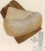 Ежовик гребенчатый, или гериций. Также называют "львиная грива" и "гриб пом-пом", Hydnum Erinaceus Bull.(лат.). Содержит много полезных веществ и широко используется в медицине. Дж.Бресадола, Funghi mangerecci e velenosi, т.II, л.191. Тренто, 1933
