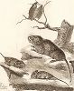 Летучая мышь, водяная крыса и мыши-полёвки. Лист из The Natural History and Antiquities of Selborne Гилберта Уайта, Лондон, 1789