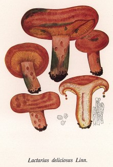 Рыжик настоящий, Lactarius deliciosus Linn. (лат.). Хороший съедобный гриб. Дж.Бресадола, Funghi mangerecci e velenosi, т.I, л.99. Тренто, 1933