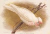 Носатый какаду, Licmetis nasicus (лат.). G.J.Broinowski. The Birds of Australia comprising three hundred full-pagе illustrations... Т.III, л.21. Мельбурн, 1887