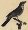Серый личинкоед (Campephaga cana (лат.)) (лист из альбома литографий "Галерея птиц... королевского сада", изданного в Париже в 1822 году)