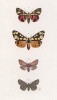 Бабочки рода Chelonia: Civica (1) и Villica (2), а также рода Arctica: Fuliginosa (3) и Mendica (4)(лат.) (лист 58)