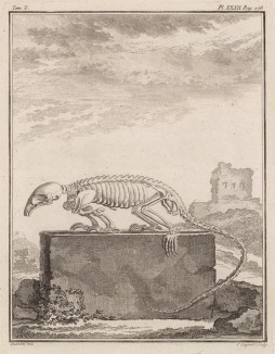 Скелет (лист XXII иллюстраций к десятому тому знаменитой "Естественной истории" графа де Бюффона, изданному в Париже в 1763 году)