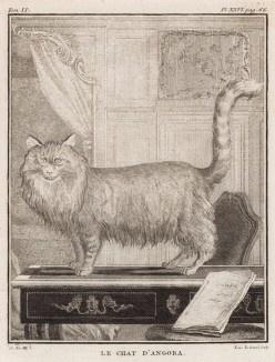 Ангорская кошка (лист XXVI иллюстраций ко второму тому знаменитой "Естественной истории" графа де Бюффона, изданному в Париже в 1749 году)