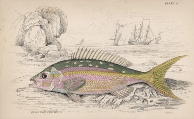 Одна из любимых рыб ихтиолога Питера Блеекера Mesoprion chrysurus (лат.) (лист 25 XXIX тома "Библиотеки натуралиста" Вильяма Жардина, изданного в Эдинбурге в 1835 году
