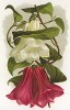 Лапажерия розовая и бело-розовая, или Лапагерия (Lapageria: Rosea; Rosea Alba). The Gardener's Assistant. Лондон, 1900