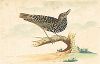 Скворец обыкновенный. Крашенной вручную офорт из работы Томаса Лорда Lord's Entire new System of Ornithology or Oecumenical History of British Birds, Лондон, 1791-1796.