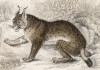 Рысь обыкновенная (Felis Lynx (лат.)) (лист 34 тома III "Библиотеки натуралиста" Вильяма Жардина, изданного в Эдинбурге в 1834 году)